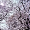 満開の桜と誰かの親切に感動。菜の花と蓮根のお好み焼きにおやつの苺。