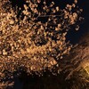 印旛沼公園の夜桜