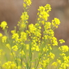 菜の花とレンズ