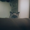 夢中