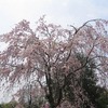 東京都薬用植物園_花ざかり(東京都小平市)