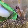 くろごまあん678日目