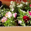秋の花苗を購入　たくましくがんばれ！！