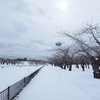 五稜郭公園から拾ってきた桜は咲くのか?