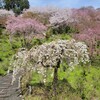 【京都】西山、『善峯寺』　桜の花