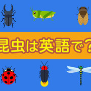 昆虫のことを英語で話してみよう ネイティブキャンプ英会話ブログ