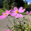 萌叡の里「唄まつりえけーわ」開催延期のお知らせ