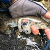 初夏のアマゴようやく釣れた