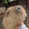 沖縄旅～カピバラのこと