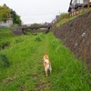 今日の柴犬の小麦さん