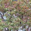 雨で散りゆく桜を見ながら