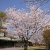 サクラ満開　ブルーベリーの花　クマバチ　