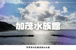山形県のアザラシはのんきで平和だった | 加茂水族館