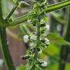 2024年6月の草花と花木　1.大葉（青ジソ）～6.ギボウシ（ホスタ）