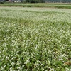 傍の蕎麦畑　でも　持って来ない　Buckwheat field near