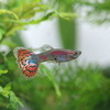 (熱帯魚 生体)モザイクグッピー (外国産) (約3cm)(3ペア)【水槽/熱帯魚/観賞魚/飼育】【生体】【通販/販売】【アクアリウム】