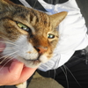 5月前半の #ねこ #cat #猫 その2