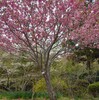 豊後便り・白野江公園篇