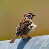 【BTC】Sparrow Walletでマルチシグウォレット構築メモ(その2)