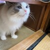 久しぶりに夜の追いかけっこ