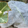 庭で冬野菜 11【玄関前路地の経緯】