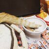 猫写真♯526