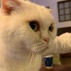 便利グッズ「シリコンマグネットクリップ」