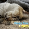 ☆Cats and Dogs  #71　Happy New Year 2025