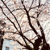 桜が咲き始めました!