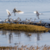 ヘラサギ15羽クロツラ５羽の干潟渡り