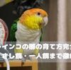 シロハラインコの雛の育て方完全ガイド｜保温・さし餌・一人餌まで徹底解説