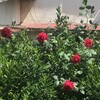 薔薇