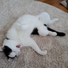 ツナとの二人暮らし