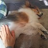 レイキ1 犬たちの反応は。