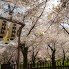 京都洛中の桜の総本山・平野神社