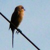 手賀沼曙橋付近の百舌鳥