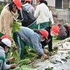 ６年生　冬野菜収穫