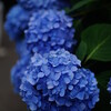 スナップ、あじさい祭り＠白山神社、α6000、Ai NIKKOR 35mm F2 #αアンバサダー