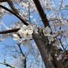 まだ満開