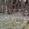 真駒内公園のカタクリの花満開　第５回