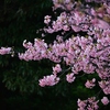 海が見える花の園