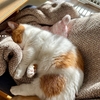 毛布越しにぴったり。