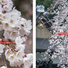 上賀茂神社・御所桜