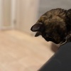 暑さにやられてるだってぇ？