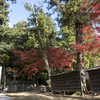 一乗寺の国宝三重塔と紅葉と北条鉄道の網引駅のイチョウ、なか・やちよ森の公園の紅葉