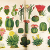 これが牧野富太郎が、一生、植物図鑑のライバルとしていた村越三千男の図鑑『内外植物現職大図鑑第4巻』（植物原色大図鑑刊行会、昭和8年）。カラーの挿絵が素晴らしい。