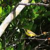 キバラタイヨウチョウ(Yellow-bellied Sunbird)など