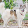 タイで人気の犬種『バンゲーオ（Bang Kaew dog）』の魅力