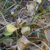 庭から（ギボウシ、薔薇、山陰菊、アマリリス等）