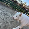 老犬ホームあん｜新人さん 雪^^